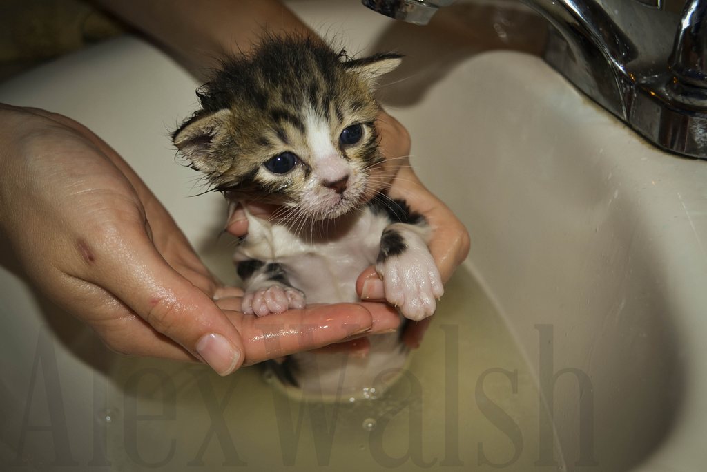 Котятам месяц можно купать. Котенок купается. Маленькие котята купаются. Помытый котенок. Котенка моют.