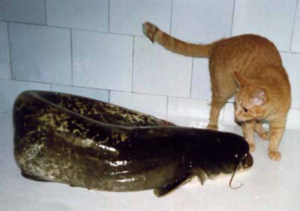 Рыба пахнет тиной. Рыба скотина. Котик тащит рыбу. Кошка скотина.