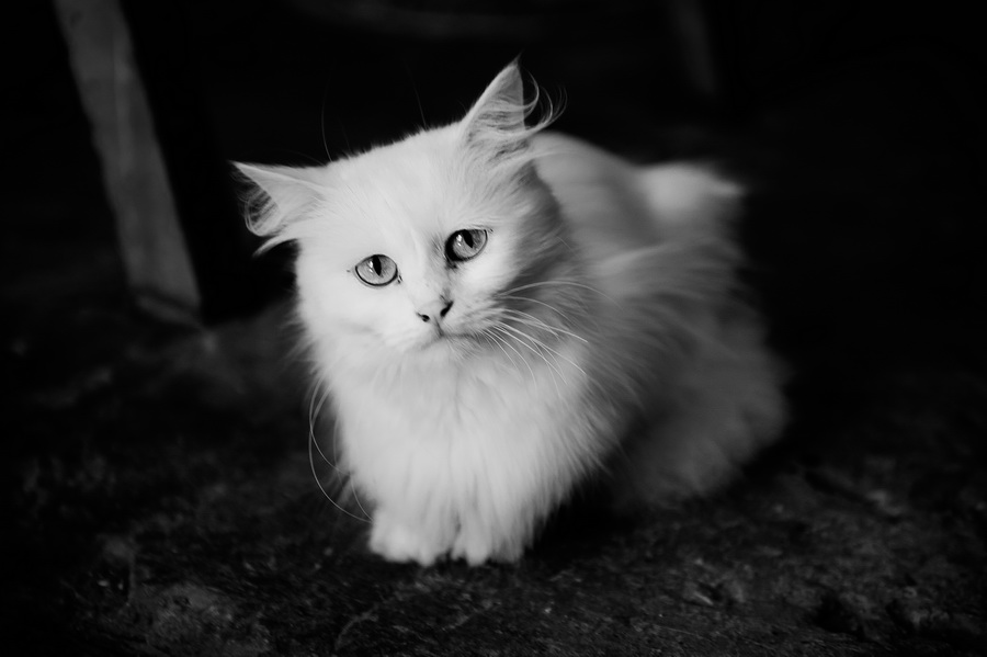 Белый жалко. Грустная белая кошка. Белый котенок. Грустный котик. Грустный белый котик.