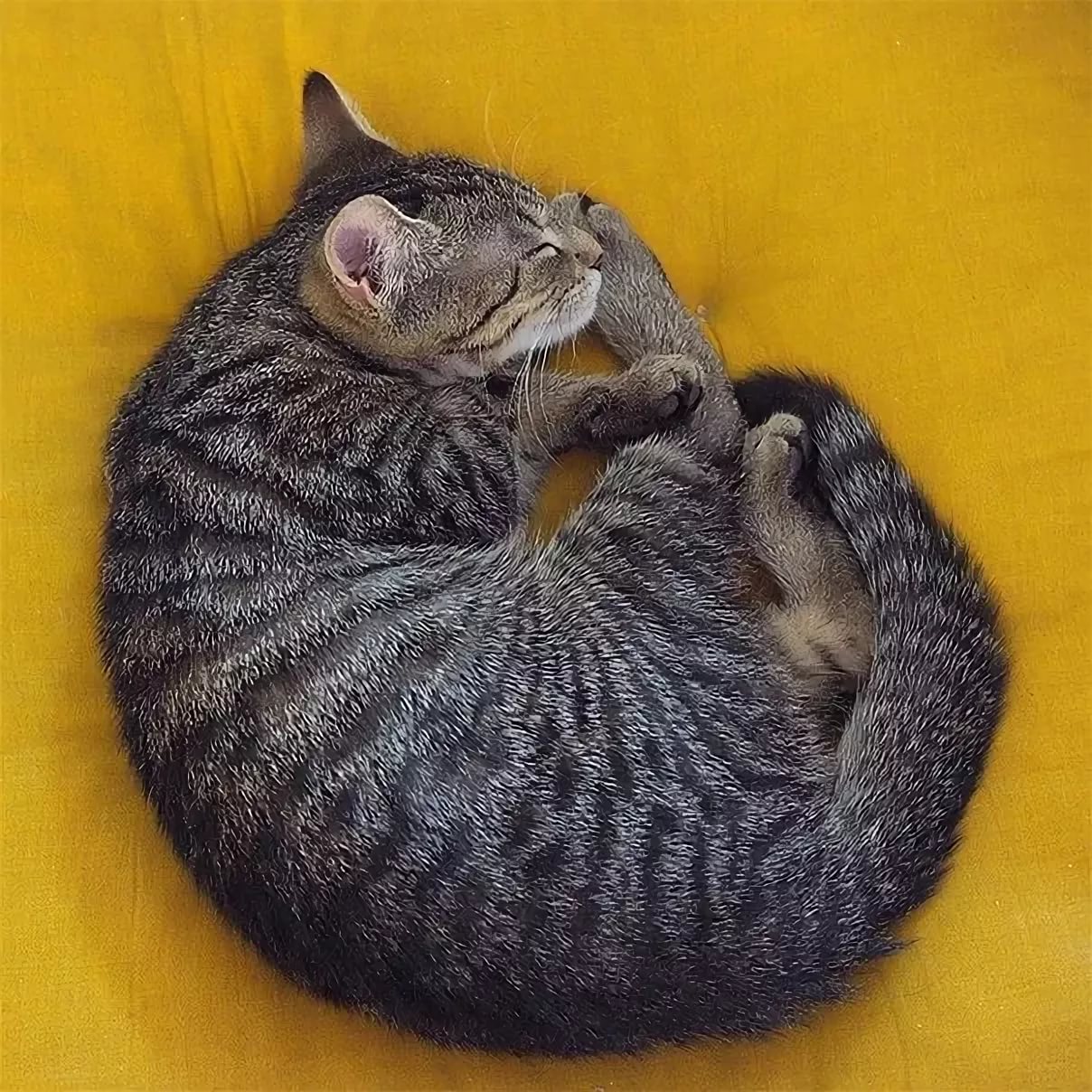Почему животные спят свернувшись в клубок. Кошка клубочком. Кот свернулся клубком. Котенок с клубочком.